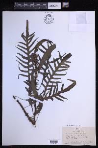 Lecanopteris pustulata image