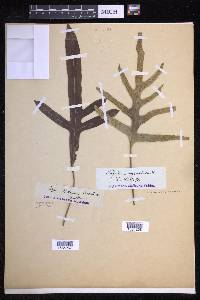 Lecanopteris pustulata image