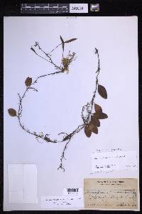 Lepisorus microphyllus image