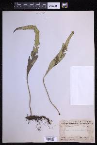 Lepisorus macrosphaerus image