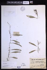 Lepisorus carnosus image