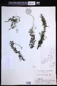 Lepisorus microphyllus image