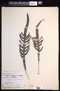 Lecanopteris pustulata image