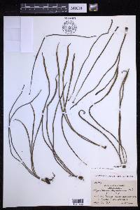 Lepisorus miyoshianus image