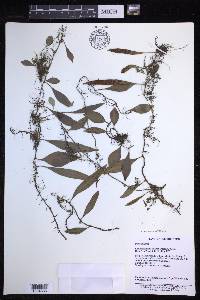 Lepisorus diversus image