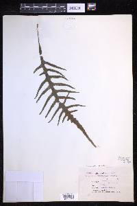 Lecanopteris pustulata image