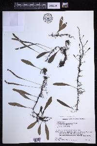 Lepisorus microphyllus image