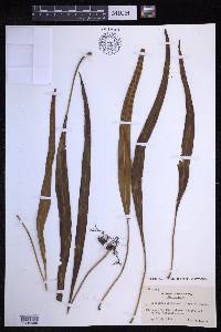 Lepisorus kawakamii image