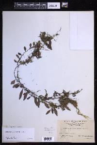 Lepisorus carnosus image