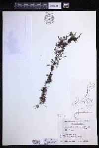 Lepisorus microphyllus image
