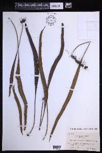 Lepisorus kawakamii image