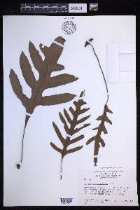 Lecanopteris pustulata image