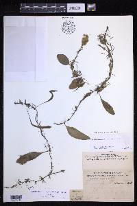Lepisorus microphyllus image