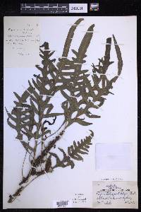 Lecanopteris pustulata image