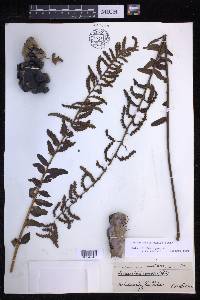 Lecanopteris pumila image