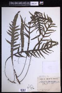 Lecanopteris pustulata image