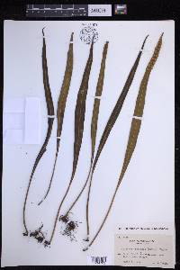 Lepisorus kawakamii image