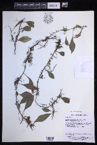 Lepisorus diversus image
