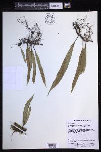 Lepisorus obscurevenulosus image
