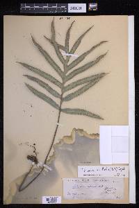 Lecanopteris vieillardii image