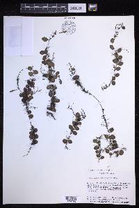 Lepisorus microphyllus image