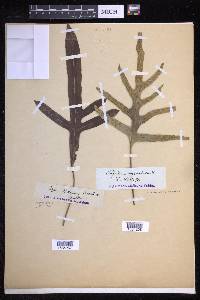 Lecanopteris pustulata image