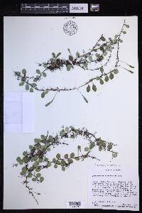 Lepisorus microphyllus image