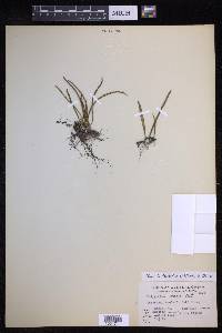 Lepisorus lewisii image
