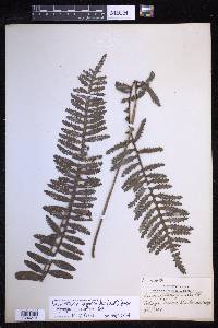 Lecanopteris deparioides image