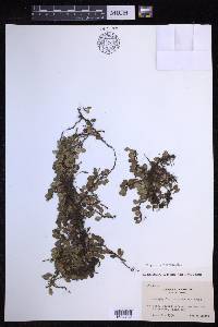 Lepisorus microphyllus image