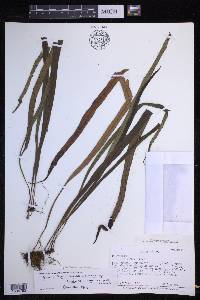 Lepisorus loriformis image