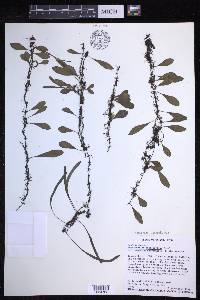 Lepisorus microphyllus image
