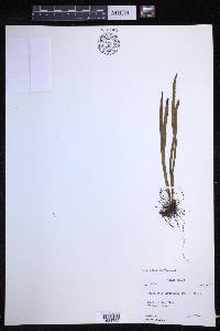 Lepisorus loriformis image