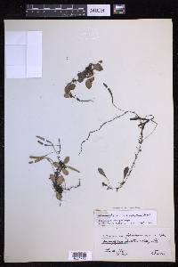 Lepisorus microphyllus image
