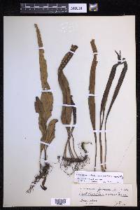 Lepisorus obscurevenulosus image