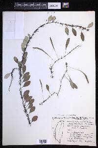Lepisorus microphyllus image