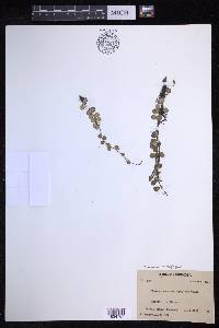 Lepisorus microphyllus image