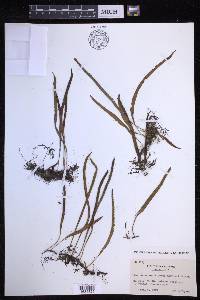 Lepisorus monilisorus image
