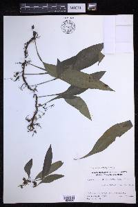 Lepisorus buergerianus image