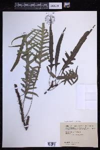 Lecanopteris pustulata image
