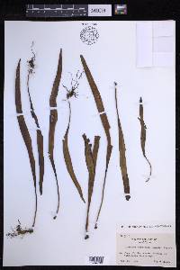 Lepisorus kawakamii image