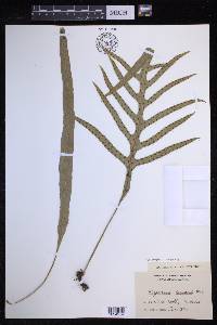 Lecanopteris pustulata image