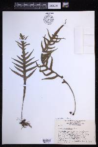 Lecanopteris pustulata image