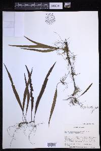 Lepisorus distans image