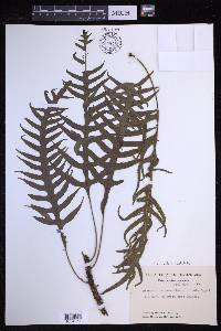 Lecanopteris pustulata image