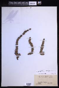 Lecanopteris sinuosa image