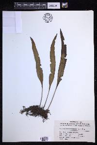 Lepisorus obscurevenulosus image