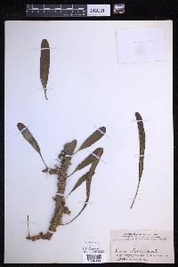Lecanopteris sinuosa image