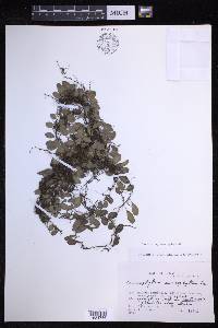 Lepisorus microphyllus image