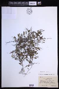 Lepisorus microphyllus image
